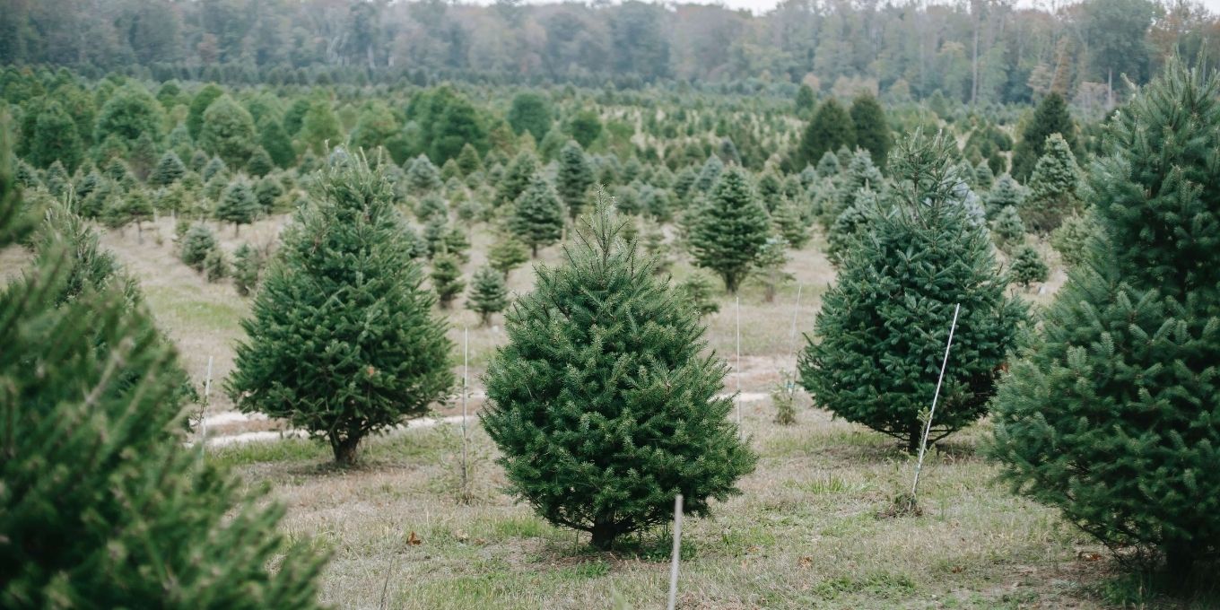 Christmas tree farm with several trees
