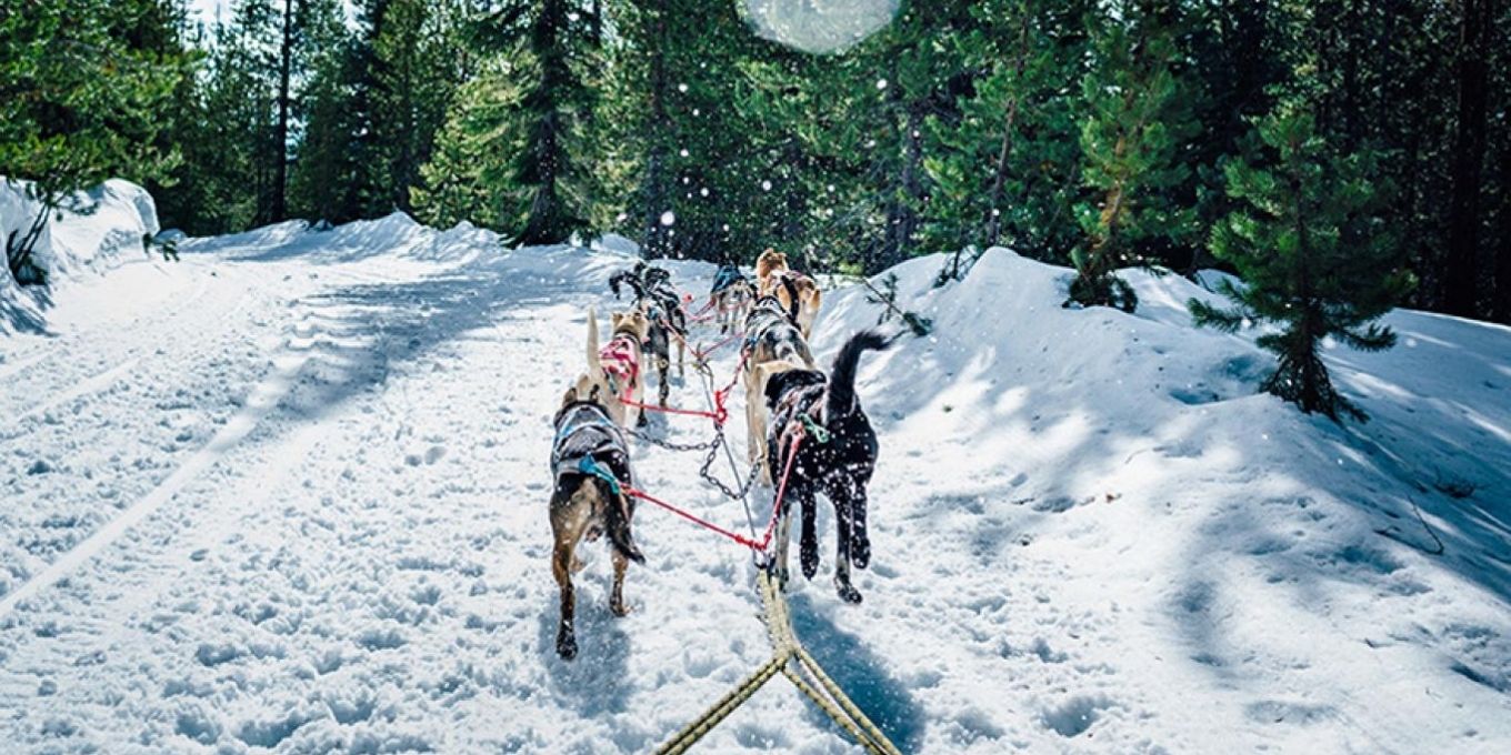 Dogs pulling a sled in a winter scene