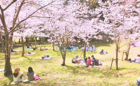 cherry blossoms　Yanaka okosibumi