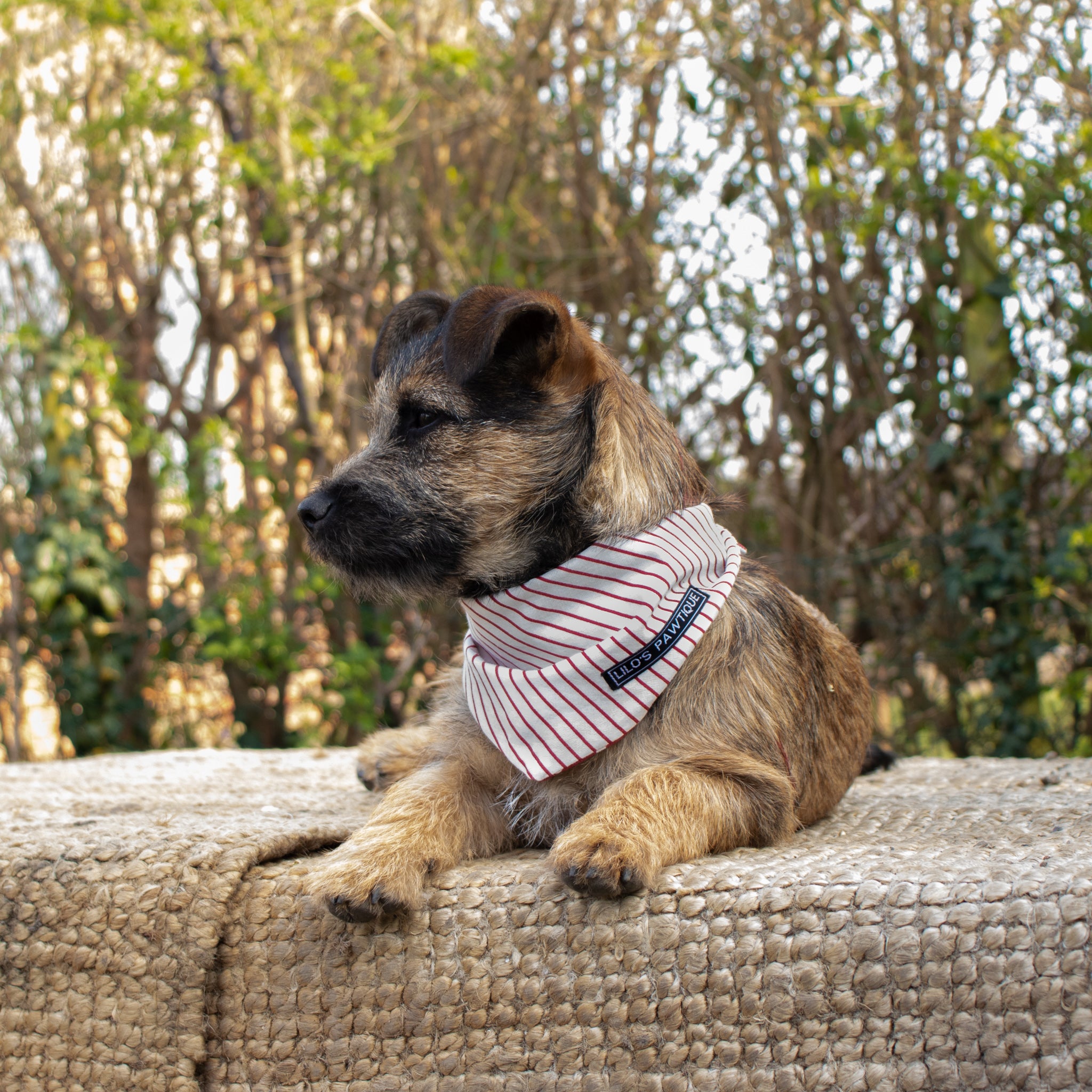 reversible dog bandana