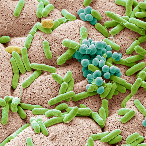 Microbiome bacteria
