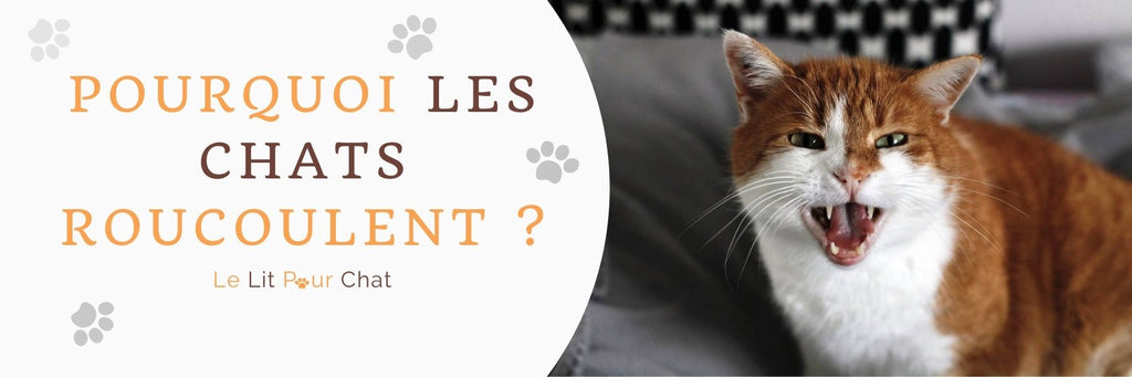 Blog Chat Le Lit Pour Chat