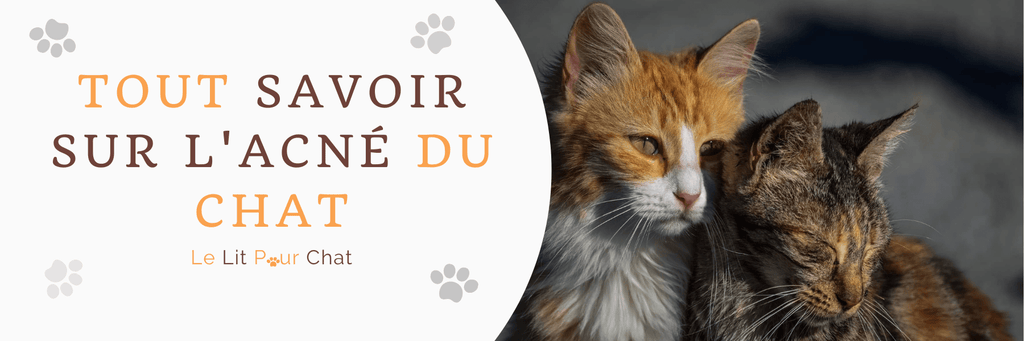 Blog Chat Le Lit Pour Chat