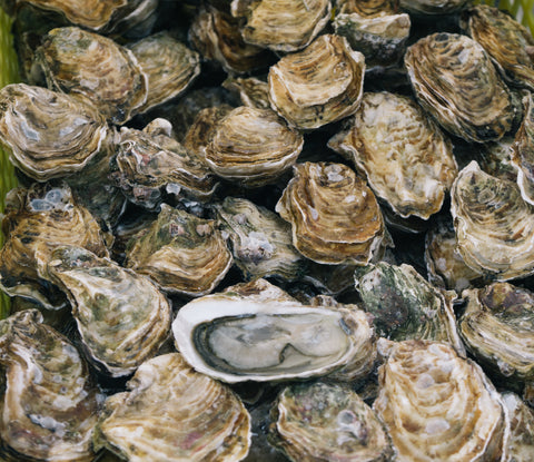 oyster shucking 101
