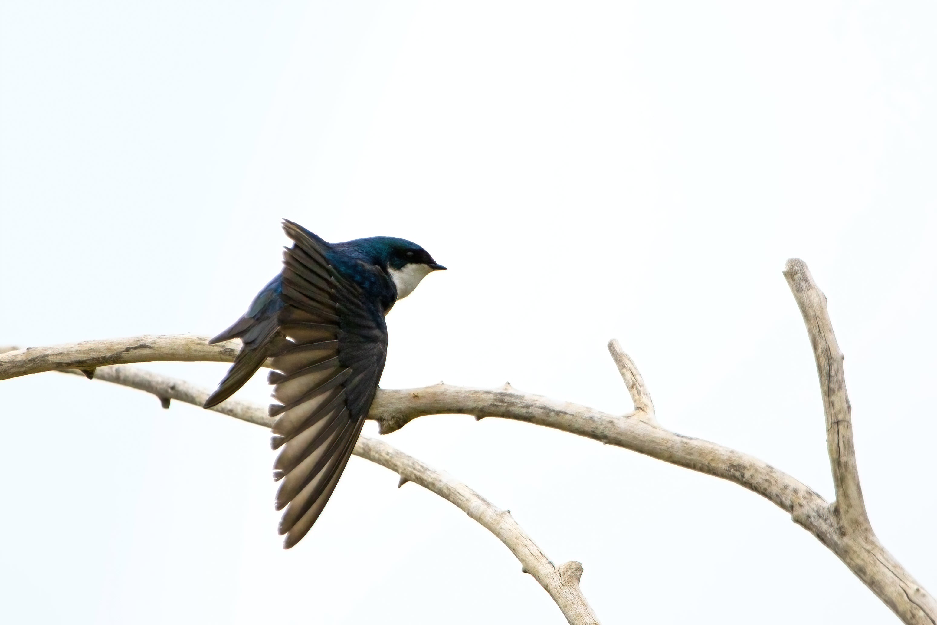 Tree Swallow taking flight from a branch