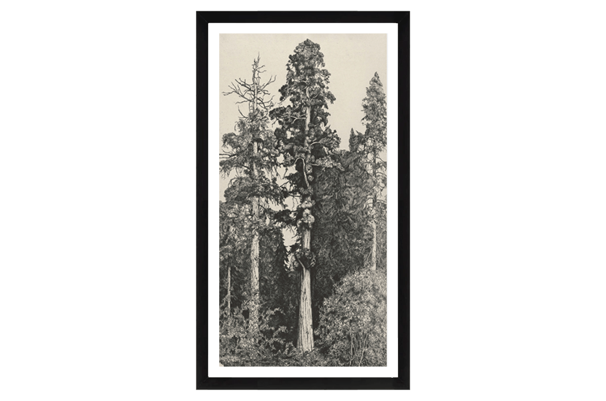 black and white pine tree sketch