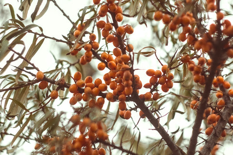 close up of sea buckthorn plant