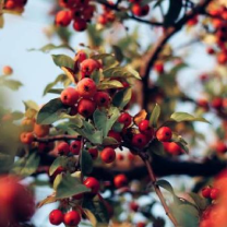 Red berries on a tree branch with a blurred background.