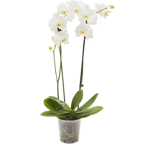 Orchidee Phalaenopsis