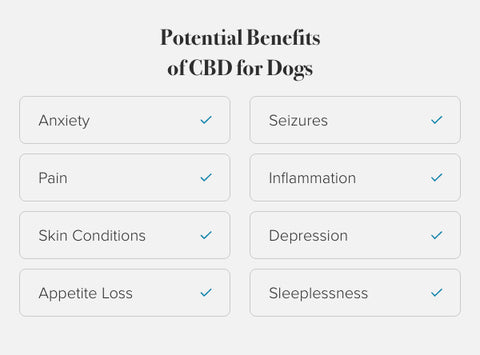 Possible Benefits of CBD For Dogs