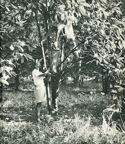 cacao farm Indonesia 1952