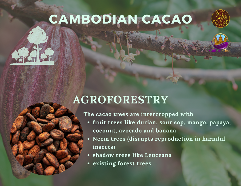 cacao brochure 2021 kamkav farm - 6