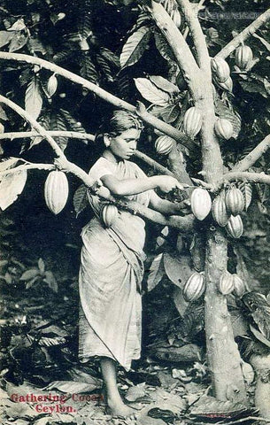 cocoa girl in Sri Lanka 1900