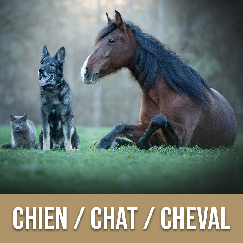 Aromatherapie Chiens Chats Chevaux Aroma Prets Partez