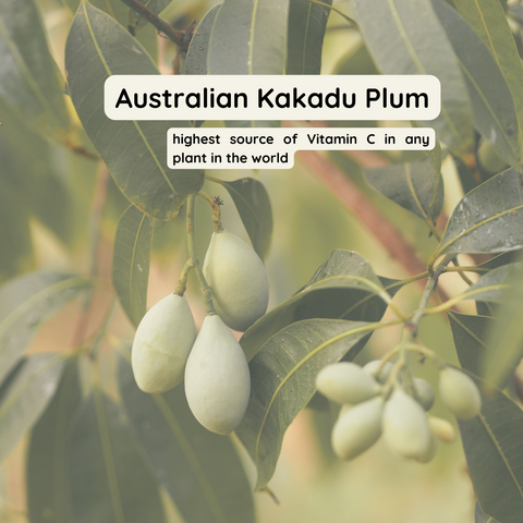 Australian Kakadu Plum is one of the highest recorded Vitamin C in any fruit in the world!