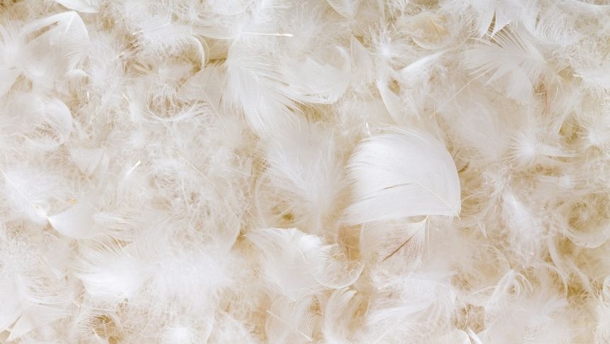 Duvet et plumes d'oie