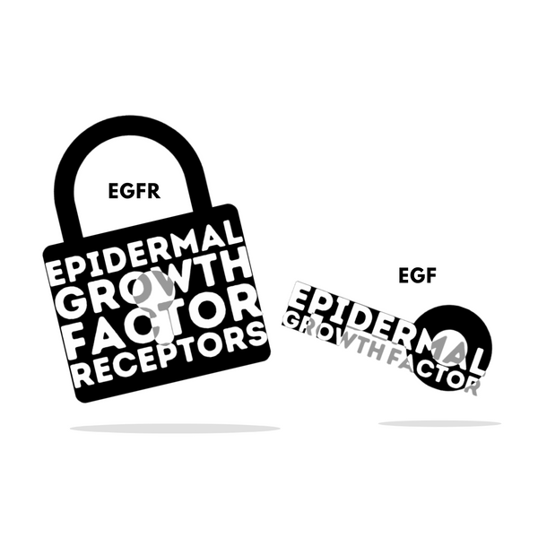 egf growth factor