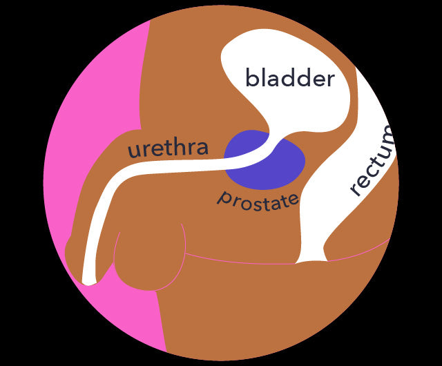 prostate location diagram