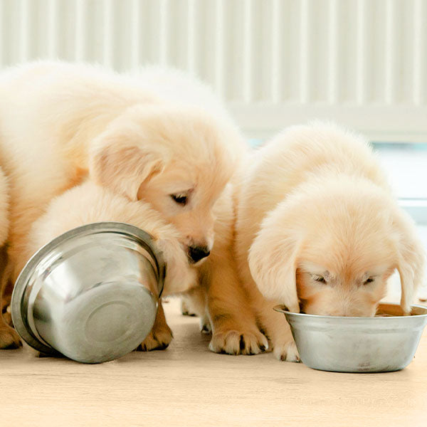 Cagnolini che mangiano da una ciotola