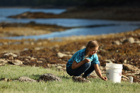 harvesting-sea-asparagus-salicornia