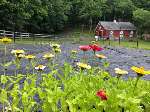 View of the Cultivating Dreams outdoor garden through colorful flowers