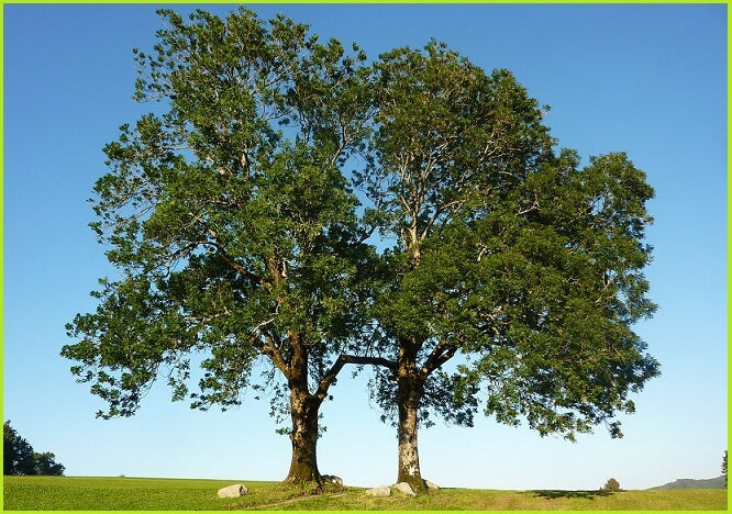 Frêne Arbre