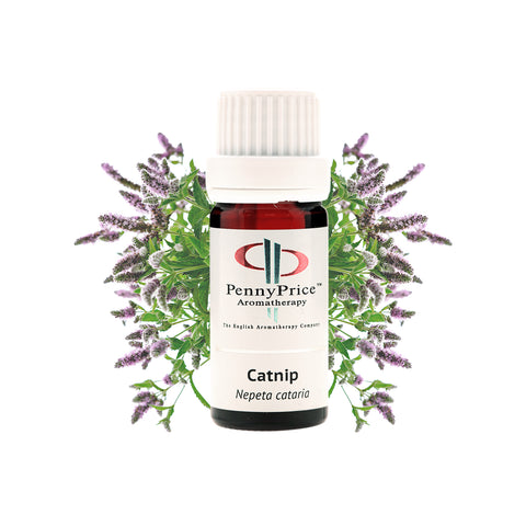 10ml Catnip essential oil by penny price aromatherapy 