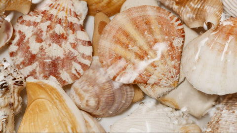 a group of sea shells 