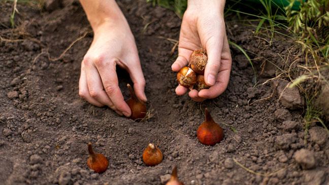 Tulips Planting, Growing, and Caring 