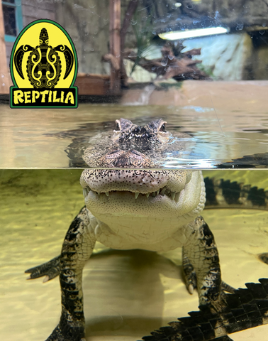 reptila - reptile zoo in London, ON.