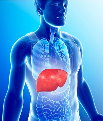 Liver placement in the body