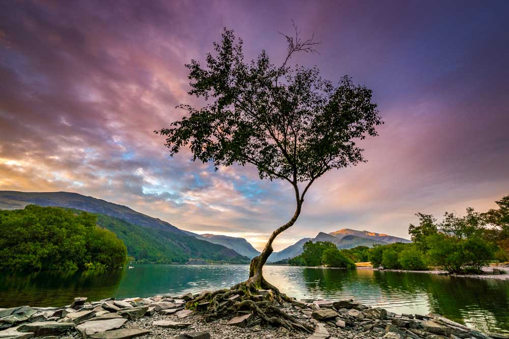 Park Life - Milarrochy Bay, Loch Lomond & The Trossachs National Park in Scotland