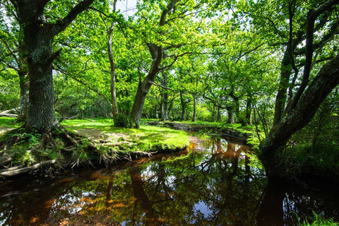 Park Life – Untouched, The New Forest National Park in England