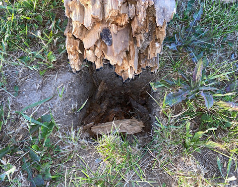 Rotted Post 