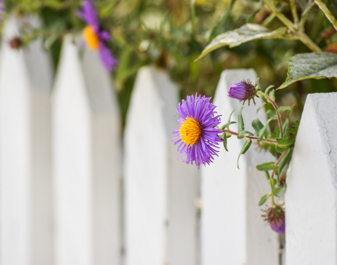 Five Reasons to Upgrade Your Fence
