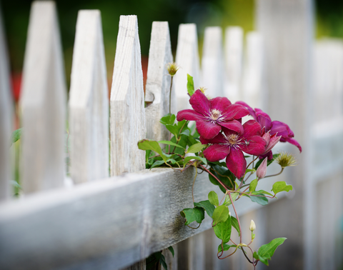 Garden Fence - more garden fence ideas