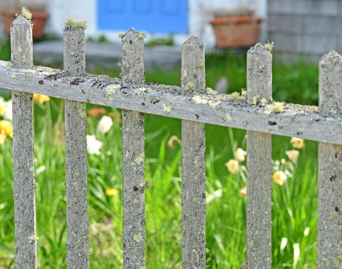 Mossy fence 