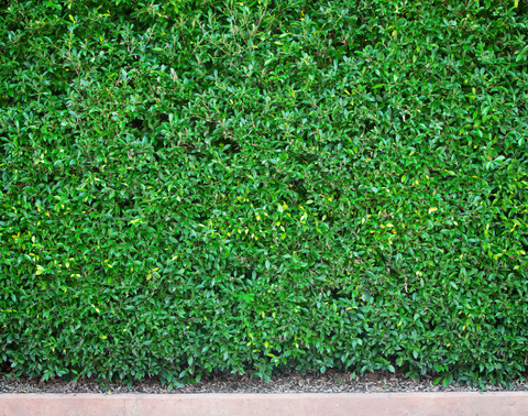 Natural Fence 