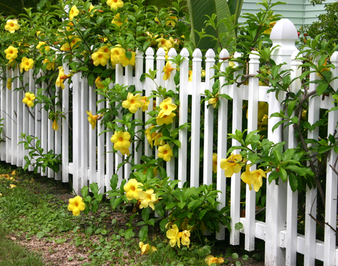 Picket Style Fence gate