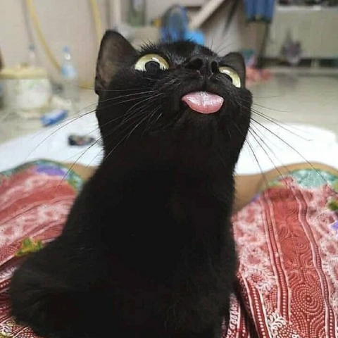 Chat qui montre sa langue 