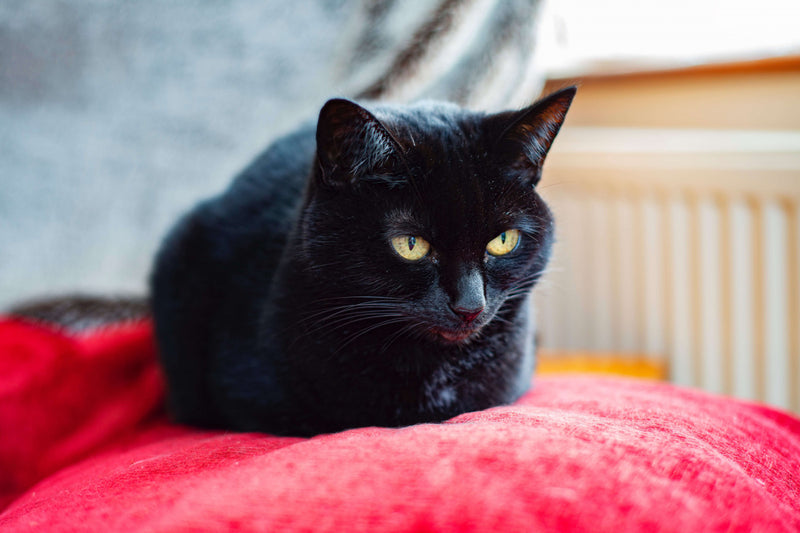 D'où vient la peur des chats noirs ?