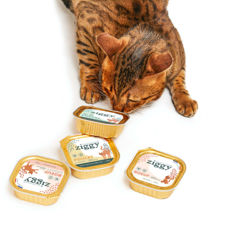 Alimentation pour chat : l'importance de la teneur en humidité – Ziggy