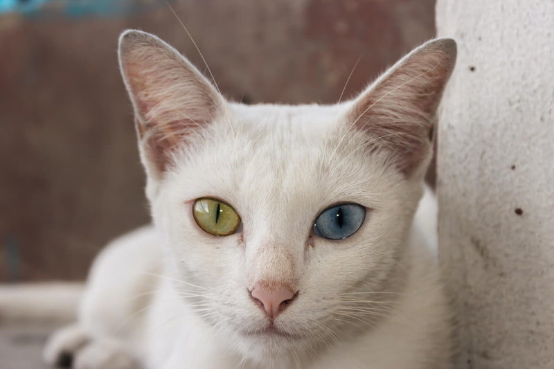 10 Choses A Savoir Sur Les Chats Blancs Ziggy