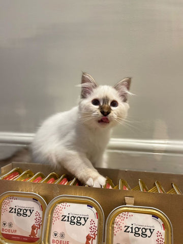 chat à côté des pâtées Ziggy, rangées dans une boîte en carton 