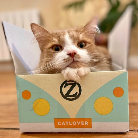 10 choses à savoir sur les chats roux – Ziggy