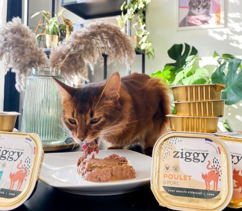 Des protéines de qualité dans les pâtées pour chats Ziggy