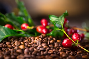 coffee_beans_e3bcfbdbc12e4c19a3243068e9a03820__PID:791107d9-cd3a-4c72-a7c2-d1a0ae65a46c