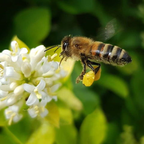 Bee collecting polen from a flower