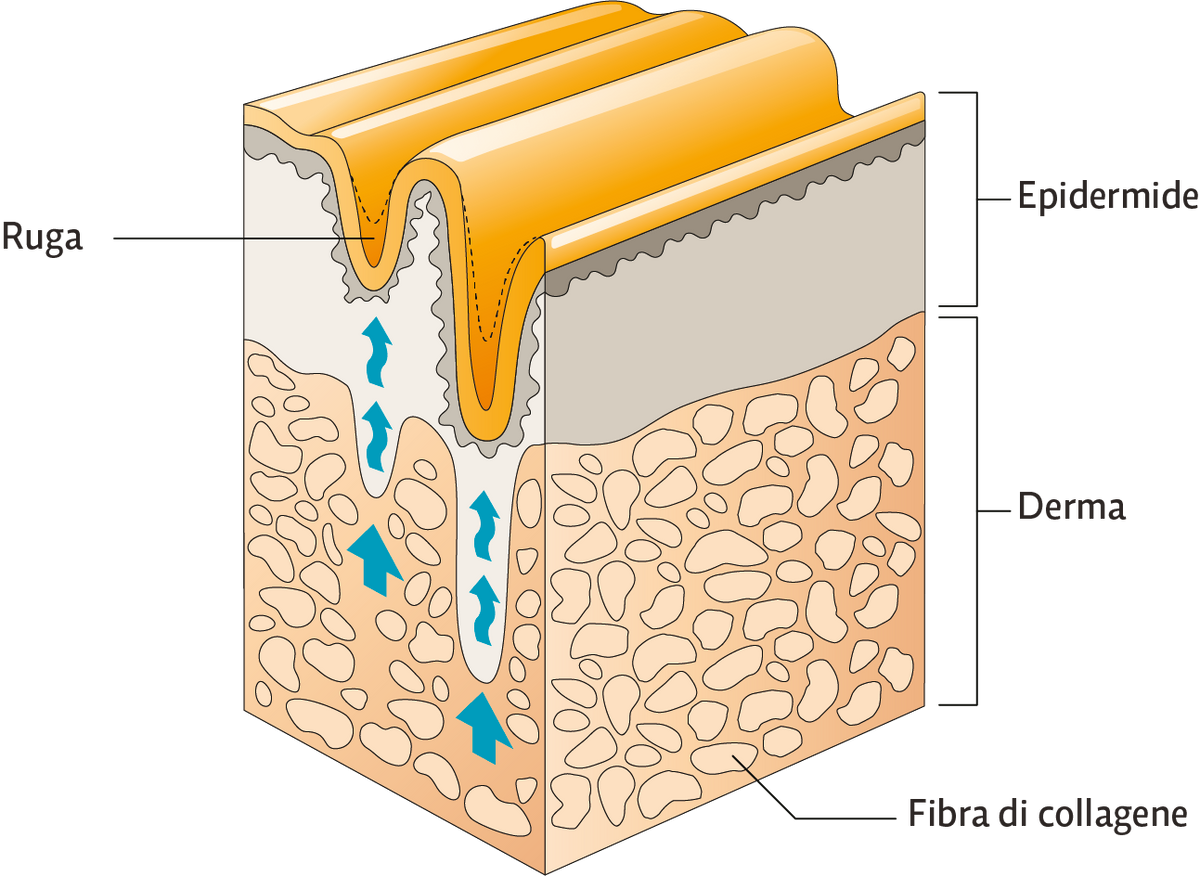 Het ontstaan van rimpels door collageenverlies