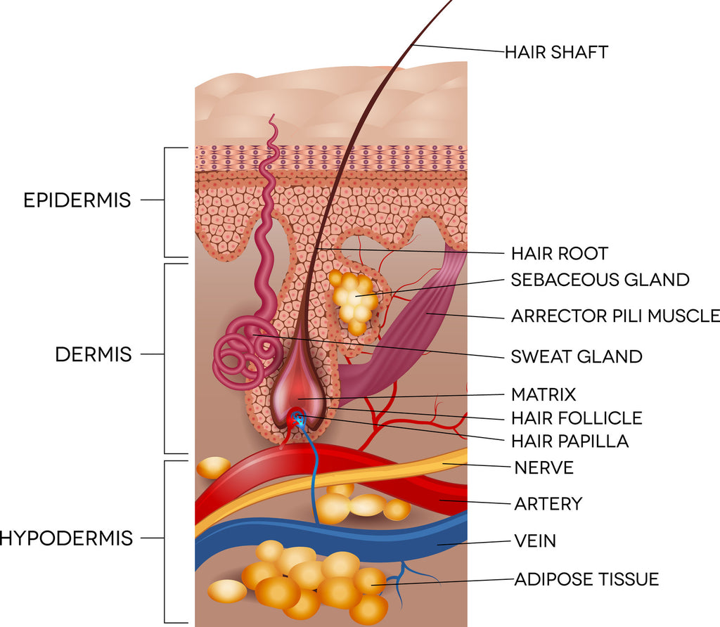 The Rose Tree - Why Face Oils Work